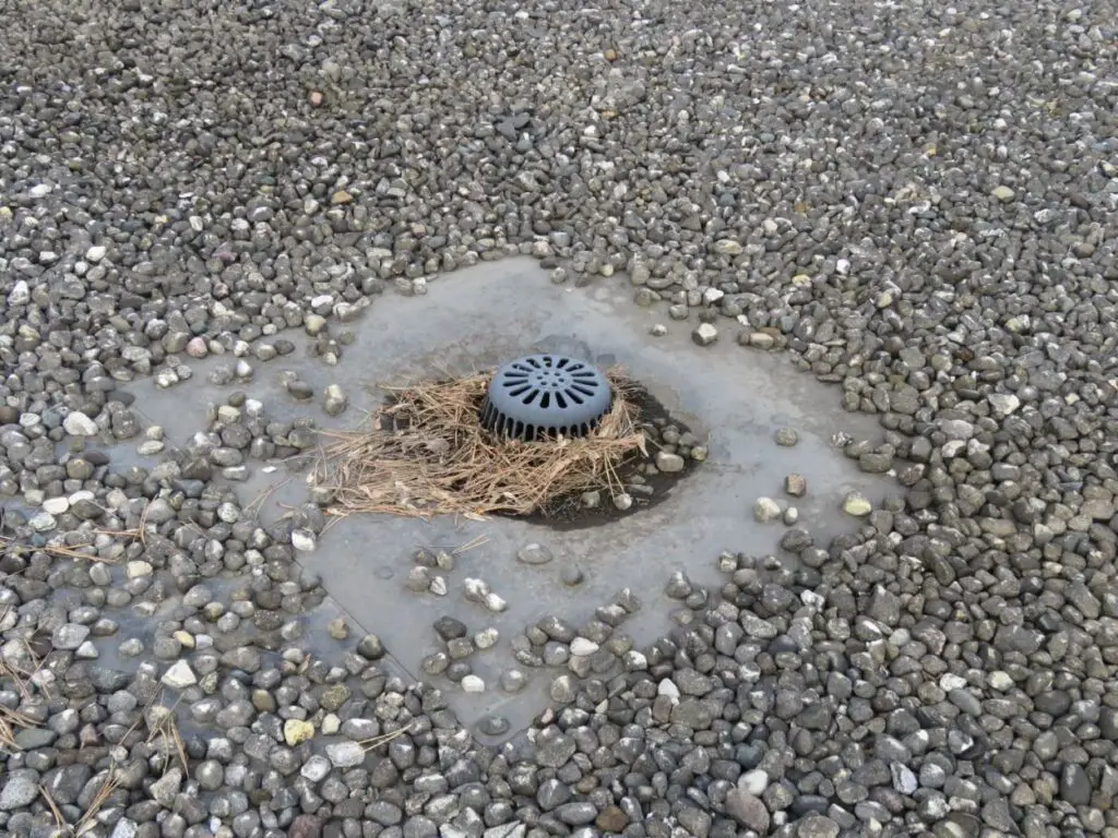 Roof drain strainer on a flat EPDM roof is blocked by pine needles.